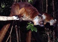 ���� ���� - �����